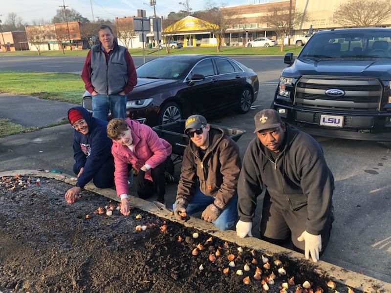 Wisner Plants Tulips
